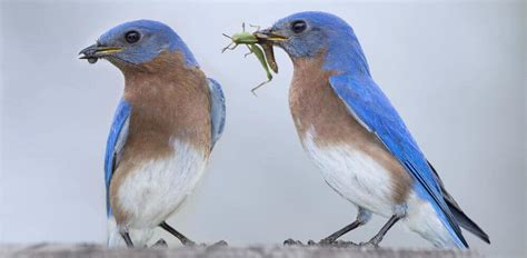 Bluebirds Eating Insects Bird Watching Hq