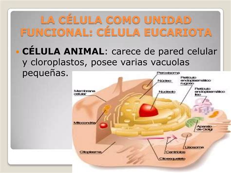 Organización estructura y actividad celular PPT