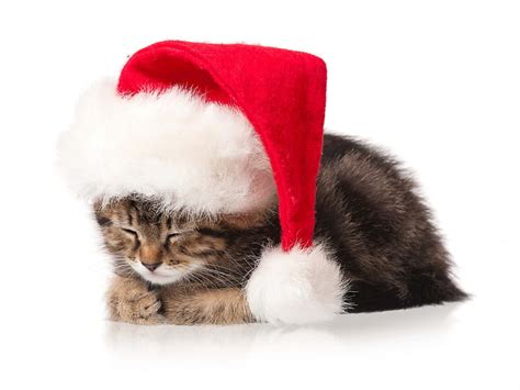 Cute Kitty Christmas Kitty Christmas Cat Cat Xmas Cat Face Merry Christmas Hd Wallpaper