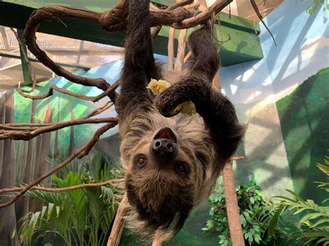 New Two-toed Sloth Arrives at Smithsonian’s National Zoo | Smithsonian ...