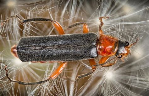 Жук-пожарник | Insects