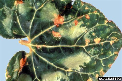 tomato spotted wilt virus (TSWV) (Tospovirus TSWV ) on cyclamen ...