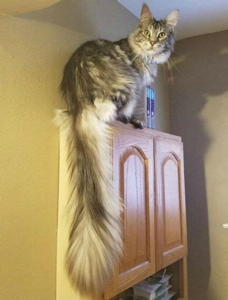 Fluffy Cat Tails - Pet Radio Magazine