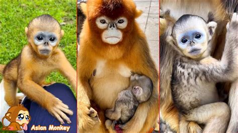 The Baby Snub Nosed Monkeys Is Extremely Cute They Are The Most