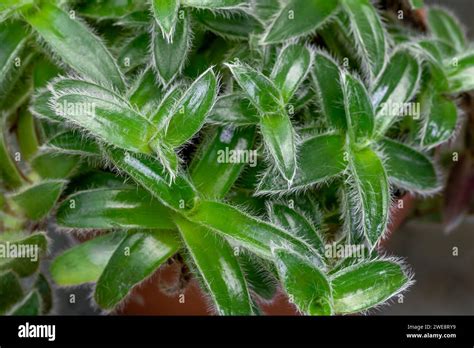 Pussy Ears Cyanotis Somaliensis Foliage Stock Photo Alamy