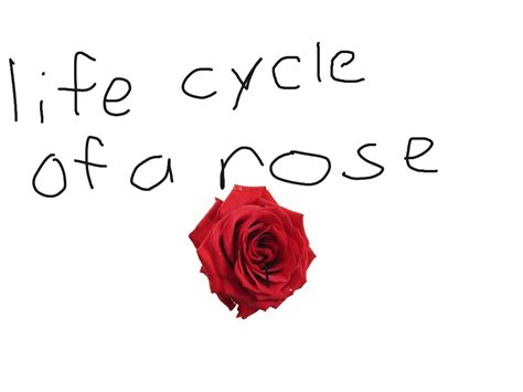 Rose Life Cycle Diagram