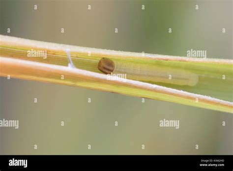 Luworth Skipper Larva Thymelicus Acteon On Tor Grass Dorset Uk