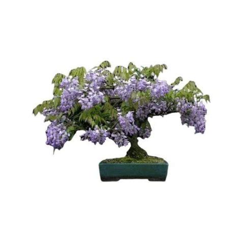 D Couvrez Le Bonsa Flamboyant Bleu Avec Bonsa France Bonsai