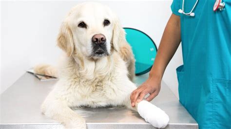 Gastroenteritis in Dogs: Symptoms & Treatment | Purina