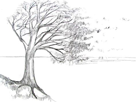 How To Draw A Tree Tutorials To Learn From