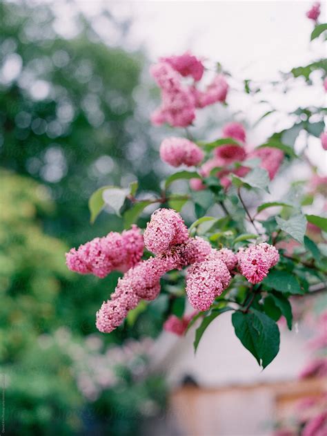 Pink Flowers Blooming On Tree By Stocksy Contributor Daniel Kim