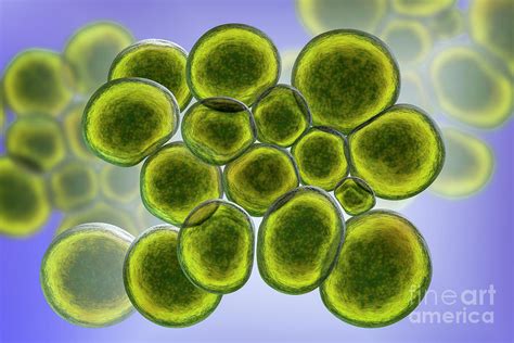 Ureaplasma Urealyticum Bacteria #6 by Kateryna Kon/science Photo Library