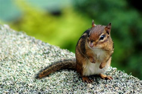 Chipmunk, photograph, #1333199 - FreeImages.com