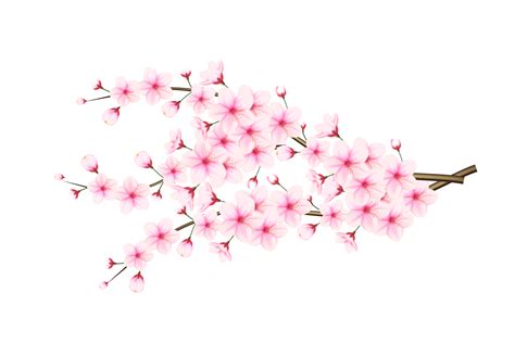 Realistic Blooming Cherry Flowers And Petals Cherry Blossom Pink