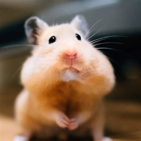 563 Wallpaper Hamster Meme Picture MyWeb