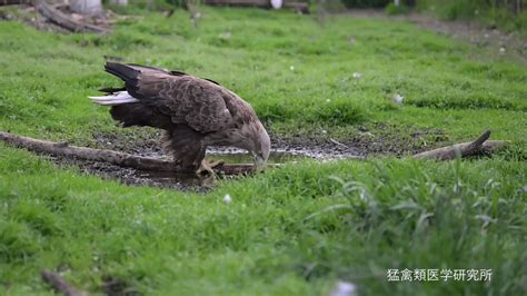 猛禽類医学研究所 齊藤慶輔 On Twitter 右翼が不自由な終生飼育オジロワシ。 いつもはこのように穏やかな時間を過ごしています