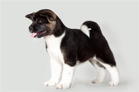 Akita Que Saber