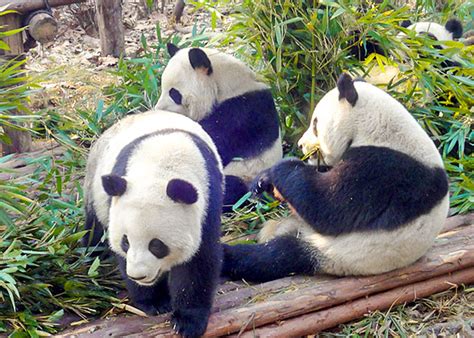 days chongqing city  package  dazu
