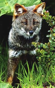 Why/ How is Darwin's Fox a Critically Endagered Species - Critically Endangered