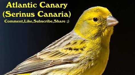 Atlantic canary - Alchetron, The Free Social Encyclopedia