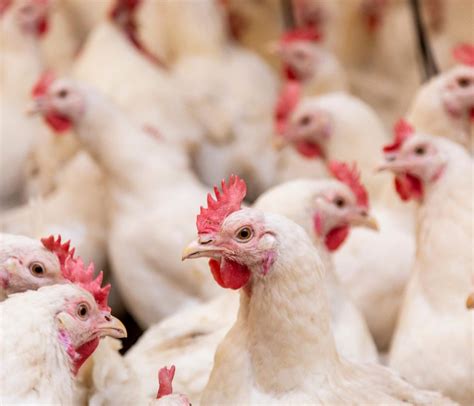 Terça feira 17 morna para o mercado de frango cotações na