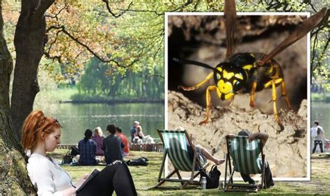 Wasp invasion fears: UK 'under attack' from German 'yellowjackets' stinging at random | Science ...