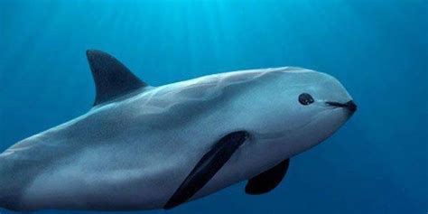 Vaquita - Random Photo (39720967) - Fanpop