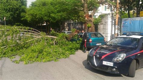 Albero Cade Sulle Auto Parcheggiate Il Tempo