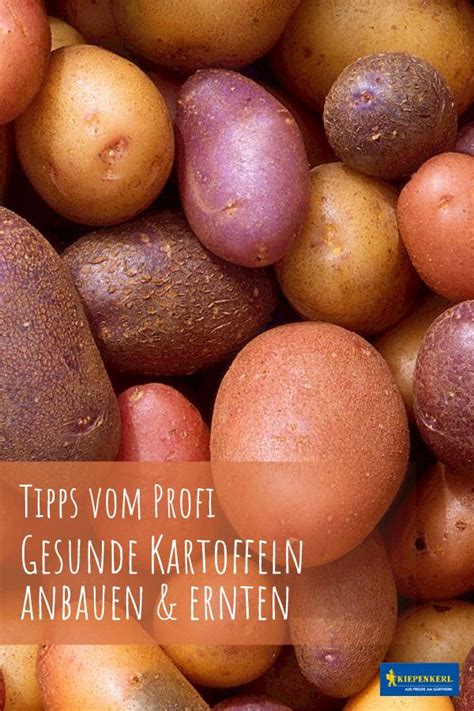 Allrounder Kartoffel Anbauen Und Ernten Kartoffeln Anbauen