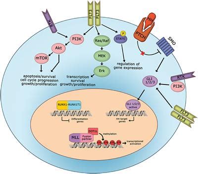 Frontiers Targeted Therapies For Pediatric Aml Gaps And Perspective