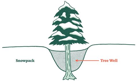 Tree Well Diagram