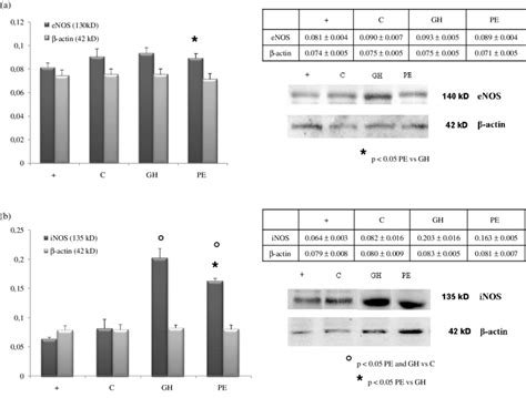 Western Blot Analysis Of Enos And Inos Protein Expression Along With Download Scientific