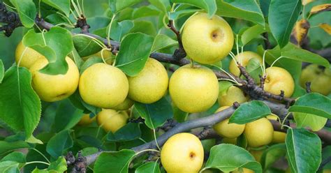 How to Grow and Care for Asian Pear Trees | Gardener's Path