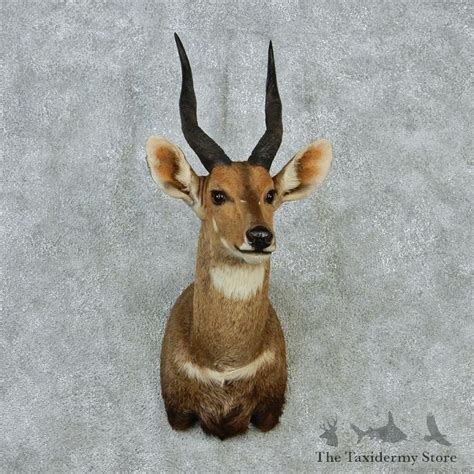 Cape Bushbuck For Sale 12858 The Taxidermy Store