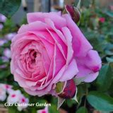 Cathedral Bells™ – Grace Rose Farm (Rose Bushes)