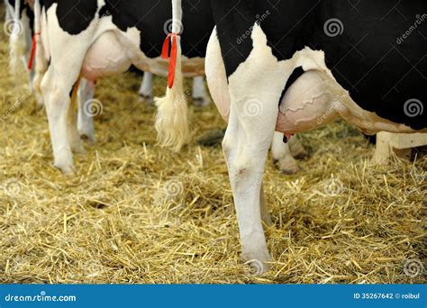 Holstein Dairy Cow Udder stock photo. Image of food, black - 35267642