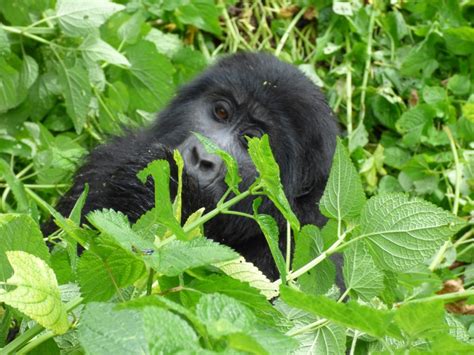 5 Days Uganda Primates Tour From Kigali City Gorilla Trekking