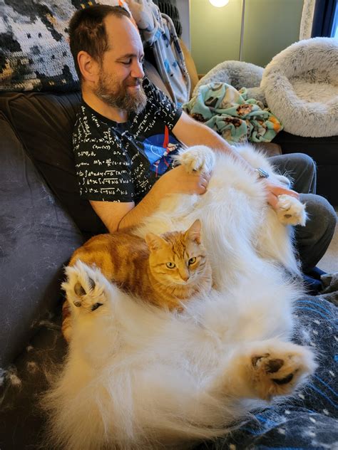 Arthur the cat helping Sport (Samoyed) get through a grooming session