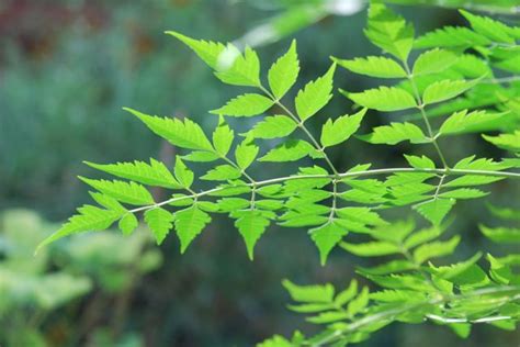 Seed Of The Week Chinaberry Growing With Science Blog