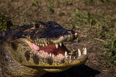 Yacare Caiman, Crocodile in Pantanal, Paraguay Stock Image - Image of ...