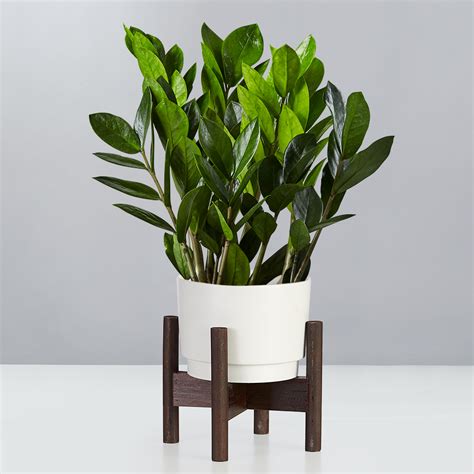 Living Room Plants | Plants.com