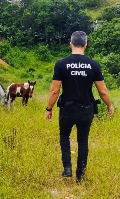 Cavalos em situação precária de cuidados são resgatados