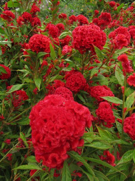 Scarlet Cockscomb Flower Seeds 441 · Turtle Tree Seed Initiative