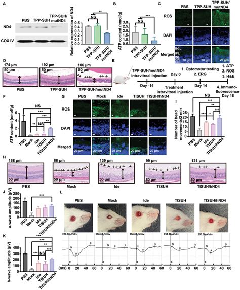 Construction Of The Tpp‐suhmutnd4‐induced Lhon Mouse Model And The