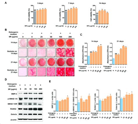 The Effects Of Sr On Osteoblast Differentiation A Mc3t3 E1 Cell