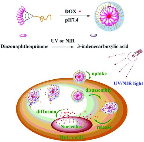 Illustration Of DOX Loaded Micelles Made Of Amphiphilic PEGD3DNQ