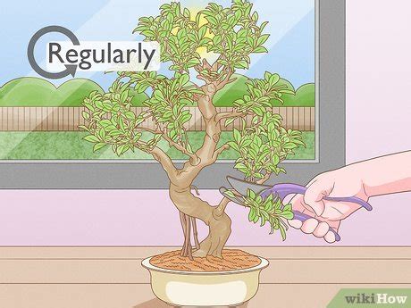 How To Care For Tiger Bark Ficus Bonsai Tree Steps