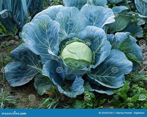 Fresh Ripe Head Of Green Cabbage Brassica Oleracea With Lots Of Leaves Growing In Homemade