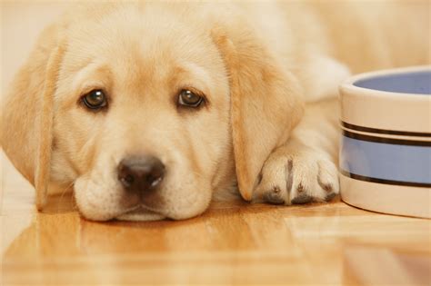 ways to dog not eating for beginners 8