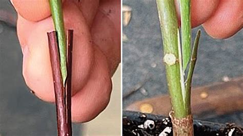 Grafting Plants Examples